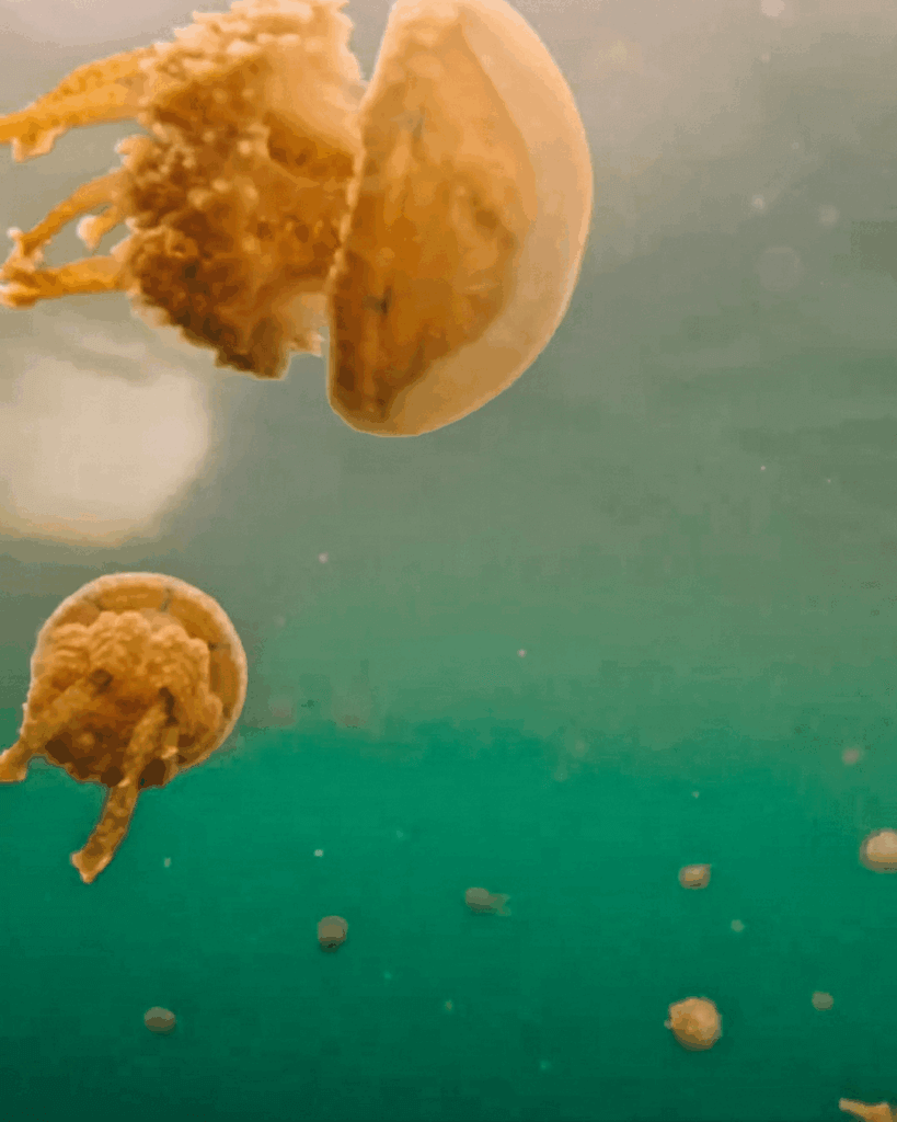 jellyfish siargao