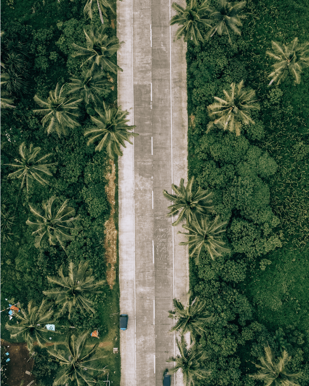 siargao palm tree road